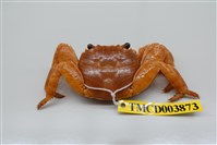 藏品(白紋方蟹)的圖片